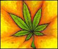 Cannabis kingdom banner